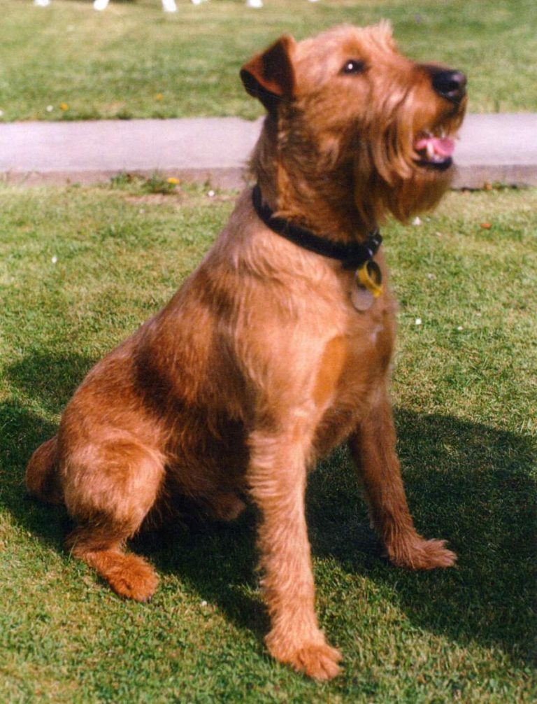 Terier irlandzki