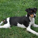 Terrierul brazilian