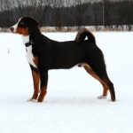 Appenzeller Sennenhund
