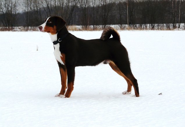 Un Appenzeller Sennenhund sentado sobre la hierba