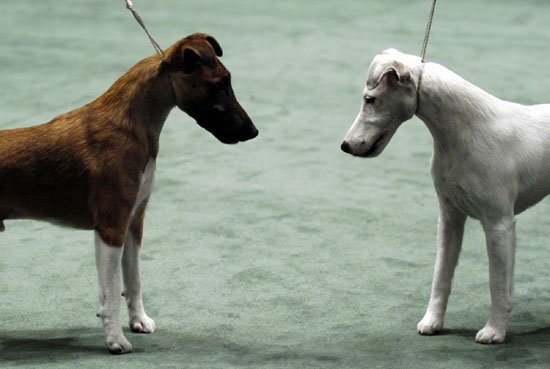Fox Terrier à poil lisse en promenade