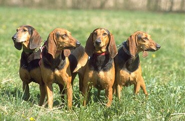 Câine de vânătoare italian (cu păr scurt) foto