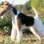 Rauhaariger Foxterrier