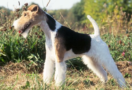Photo de Fox-terrier à poil dur