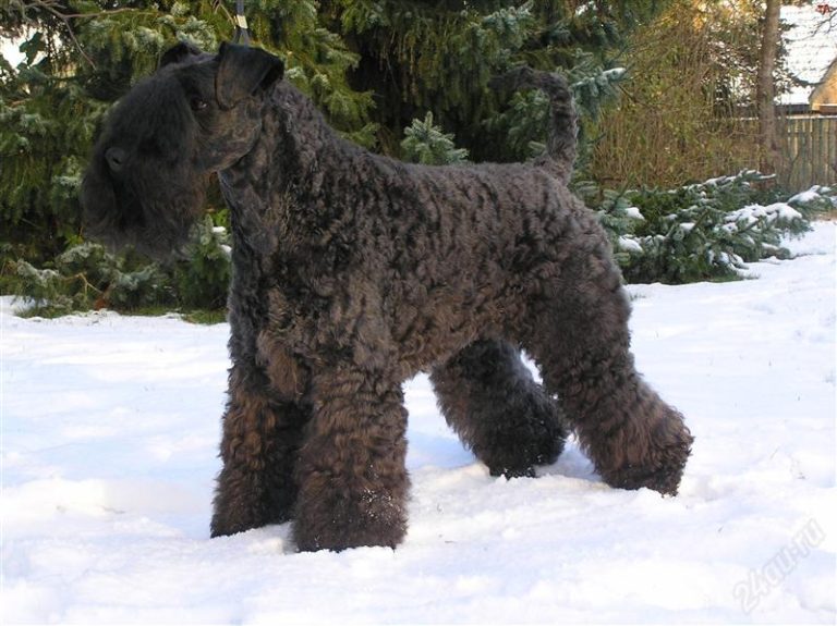 Kerry Blue Terrier