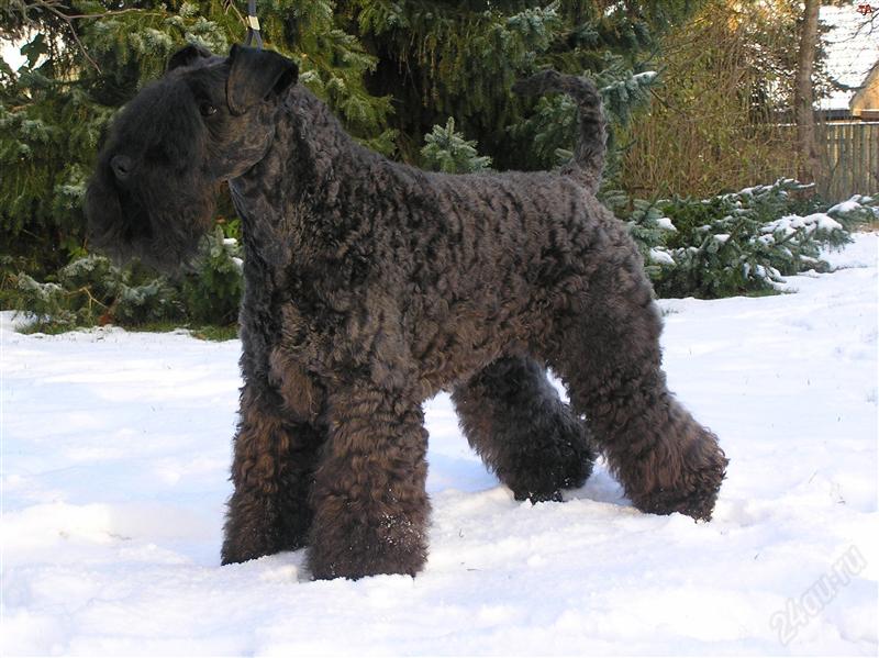 Photo du Kerry Blue Terrier