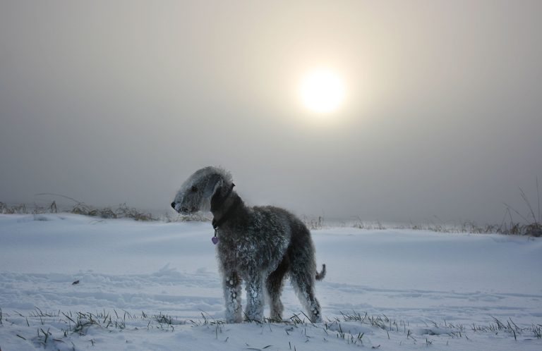 Bedlington Terrier