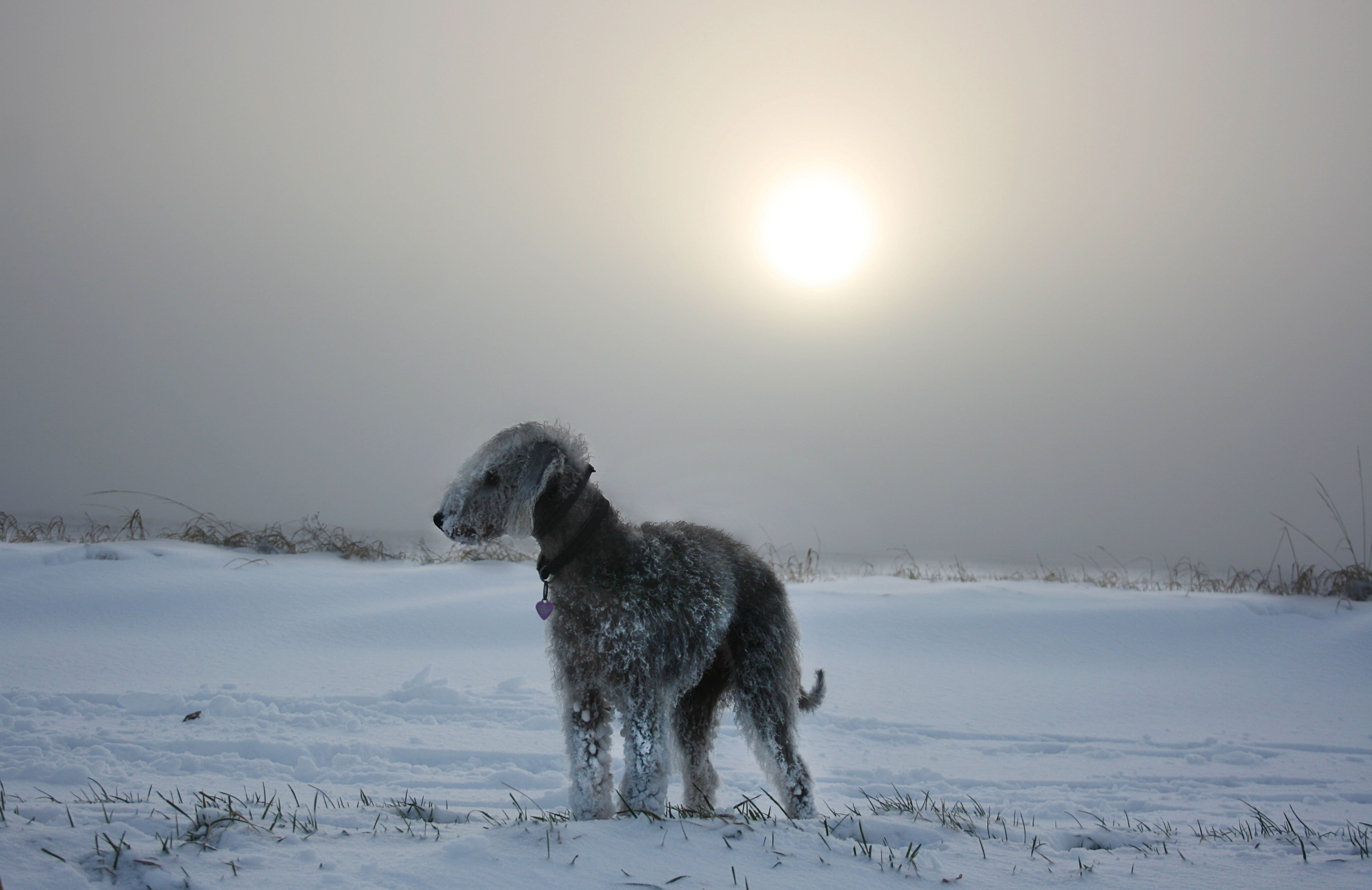 Foto de Bedlington Terrier