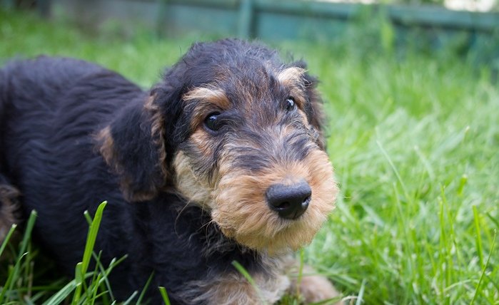 Airedale terier