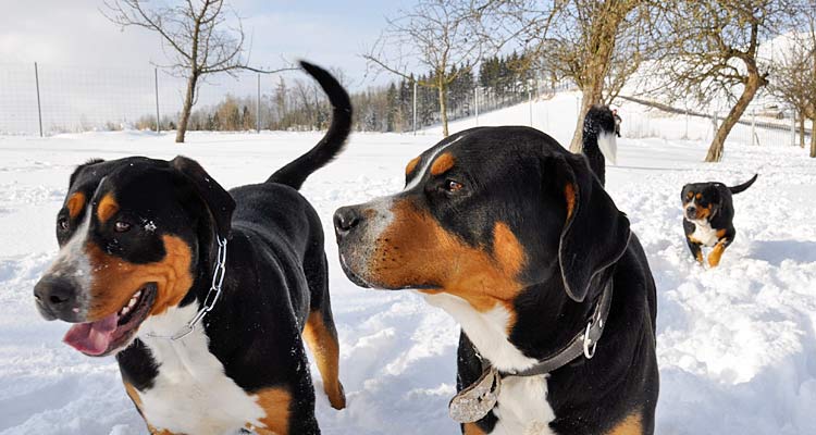 Foto des Großen Schweizer Sennenhundes