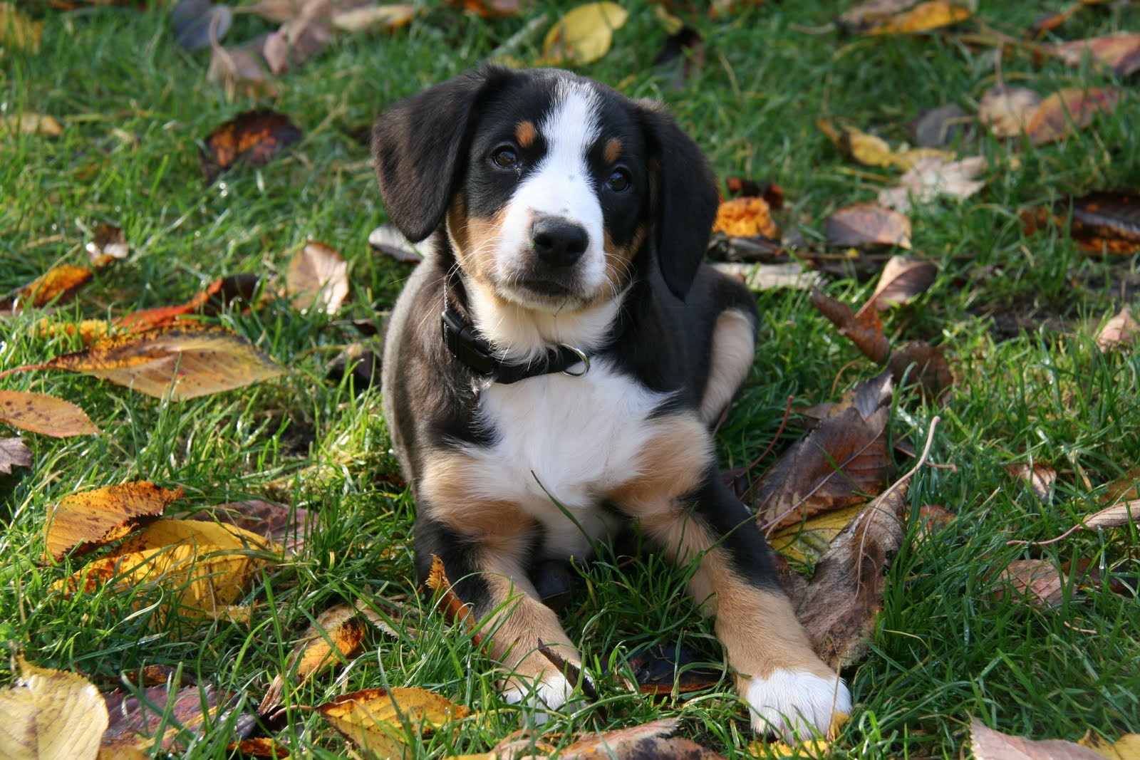 Entlebucher Mountain Dog photo