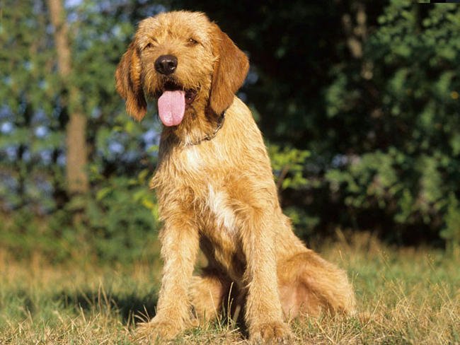Griffon fauve de Bretagne