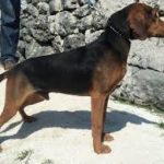 Serbischer Laufhund