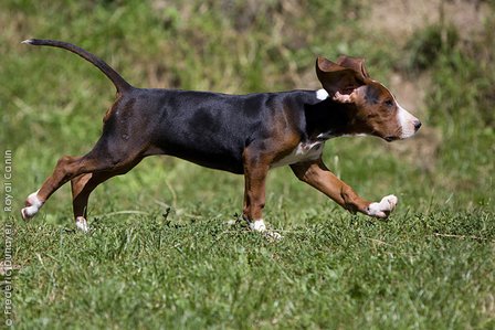 Câine de vânătoare tricolor sârb adult