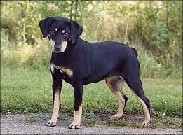 Småland Hound in nature