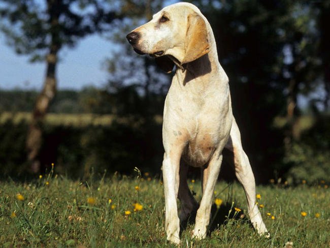 Foto de Cão de Porcelana