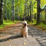 Irish Soft Coated Wheaten Terrier