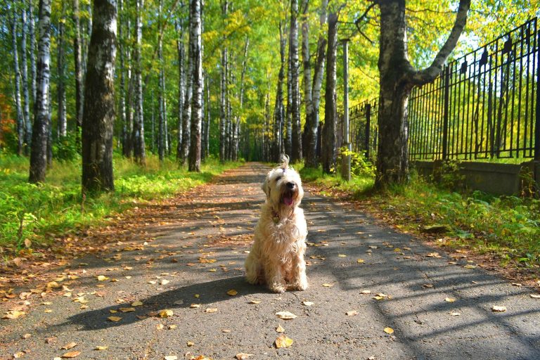 Soft Coated Wheaten Terrier