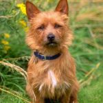 Terrierul australian