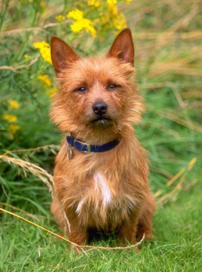 An Australian Terrier sits in the grass