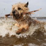 Norwich Terrier