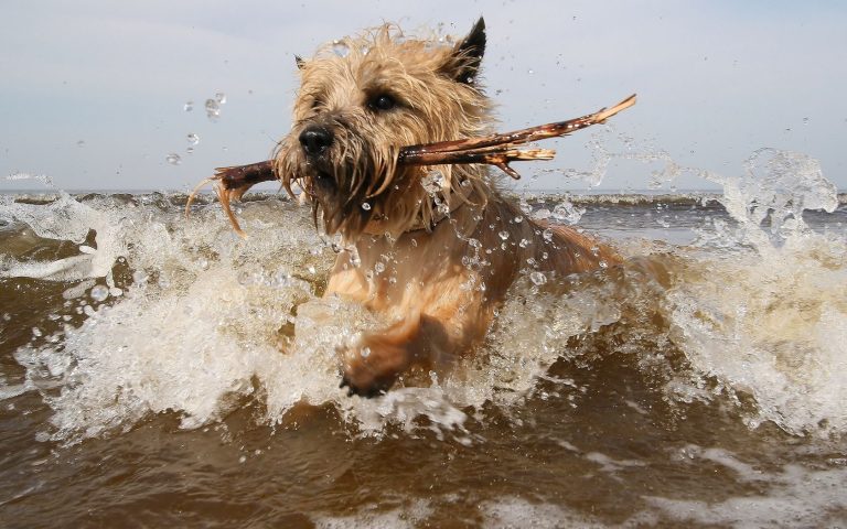 Norwich terrier