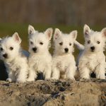 West highland white terrier