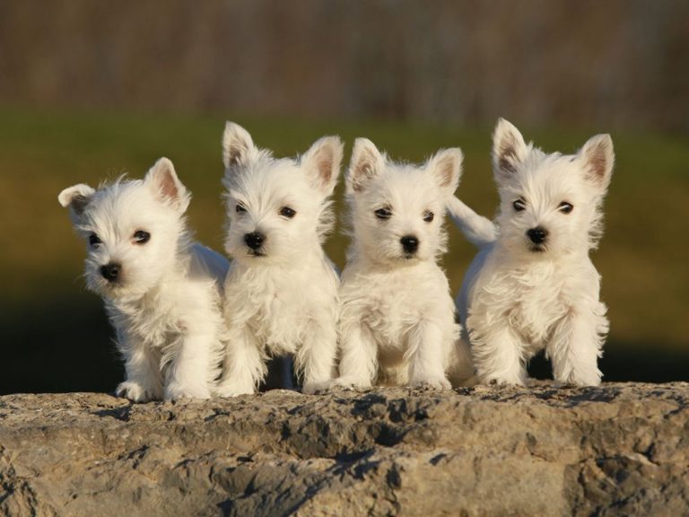 West highland white terrier