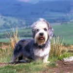 Dandie Dinmont Terrier