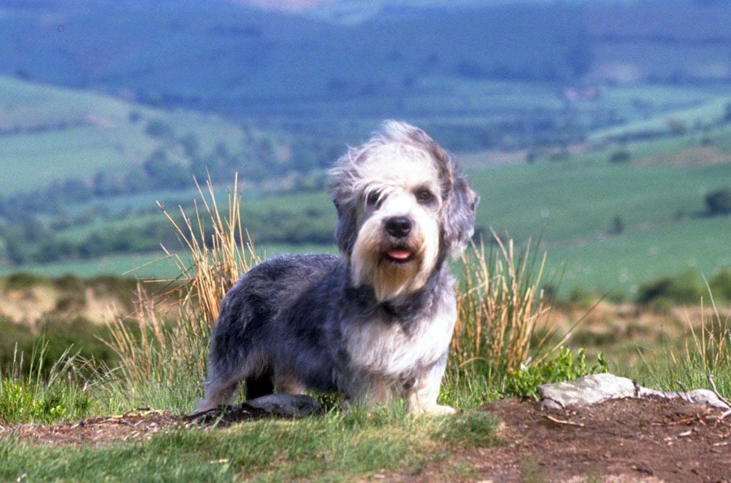 Un Dandie Dinmont Terrier avec son bonnet distinctif sur la tête