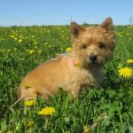 Cairn Terrier