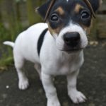 Japanische Terrier