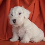 Sealyham Terrier