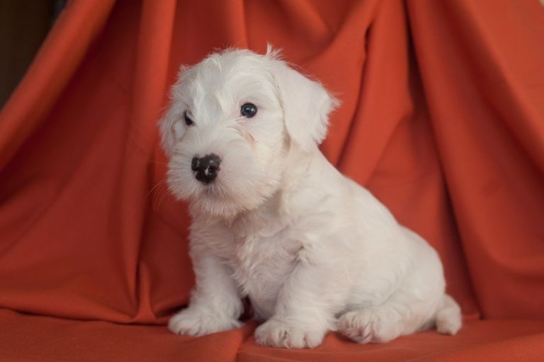 Sealyham Terrier