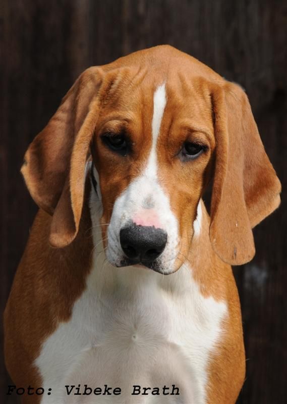 Hygenhund