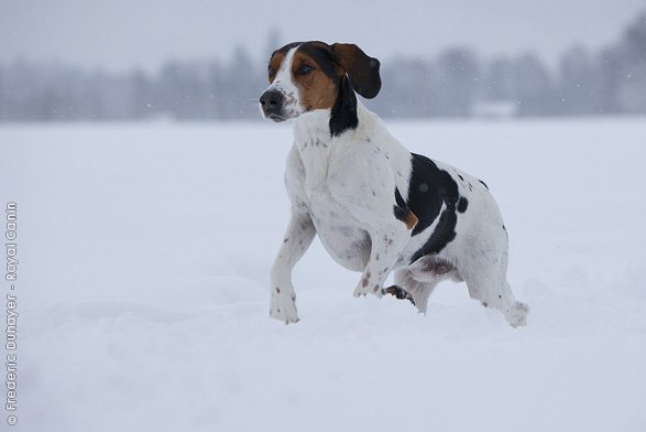 Halden Hound