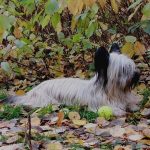 Skye Terrier