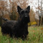 Шотландський тер’єр