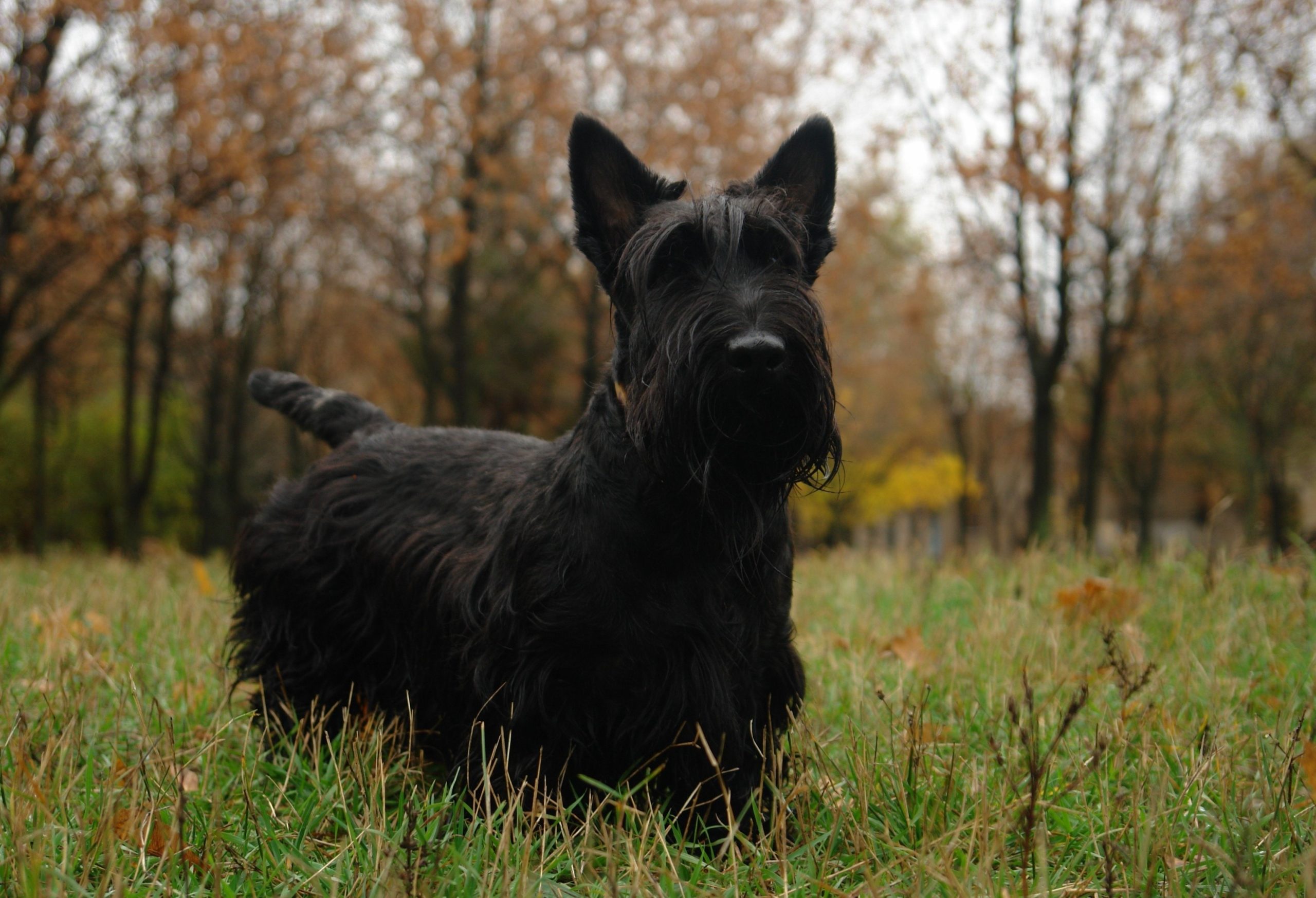 Scottish Terrier (Scotch Terrier) foto