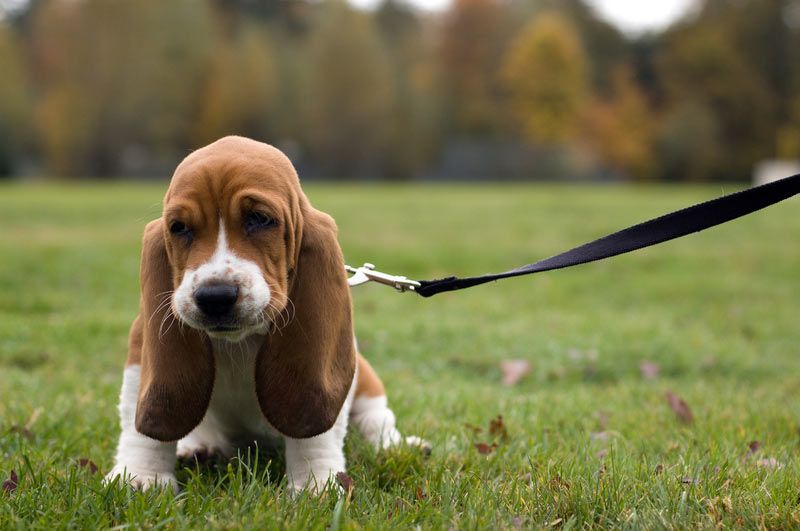 Le regard triste d'un Basset Hound