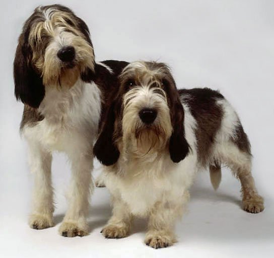 Großer Basset Griffon Vendéen