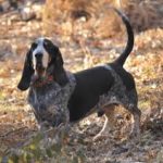 Basset Bleu de Gascogne