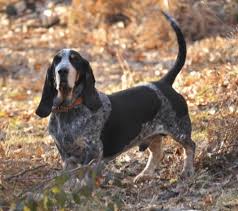 Basset Azul da Gasconha