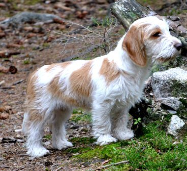 Petit Basset Griffon Vendéen zdjęcie