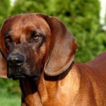 Bayerischer Gebirgsschweißhund