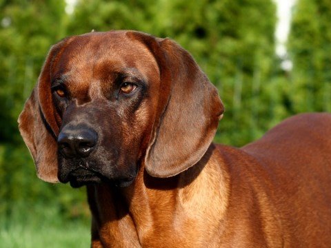 Bayerischer Gebirgsschweißhund bei der Jagd