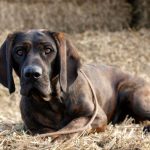Hanover Hound