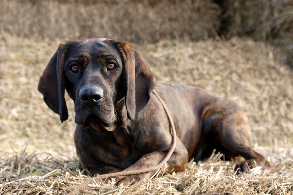 Sigla rasei Hanover Hound