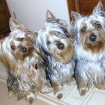 Australian Silky Terrier