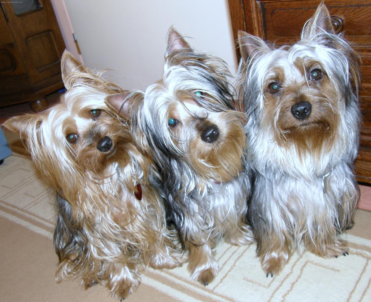 Australian Silky Terrier Coat Colours